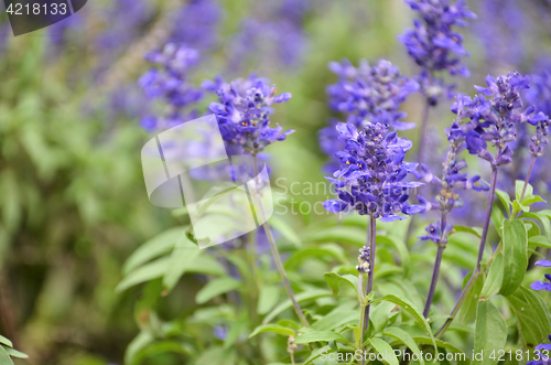 Image of Blooming blue bugleweeds Ajuga