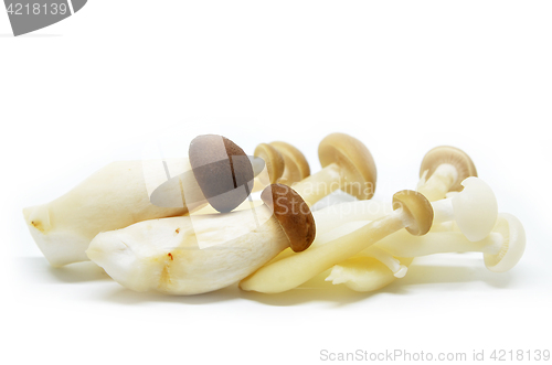 Image of Fresh shimeji mushroom 