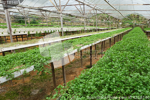 Image of Green vegetable watercress growing