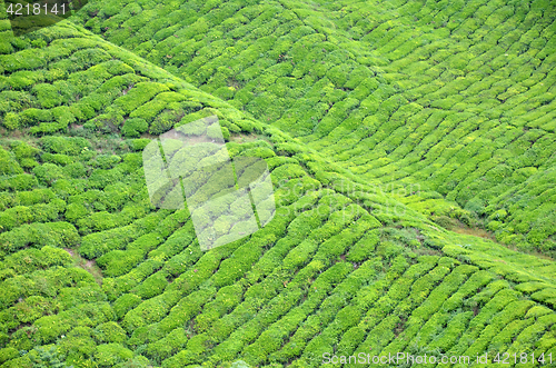 Image of Tea plantation located in Cameron Highlands