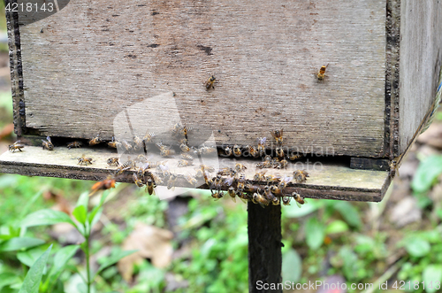 Image of Bee farms located in Cameron Highlands