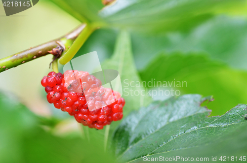 Image of Red mulberry on the tree