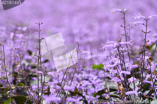 Image of Plectranthus Mona Lavender flowers