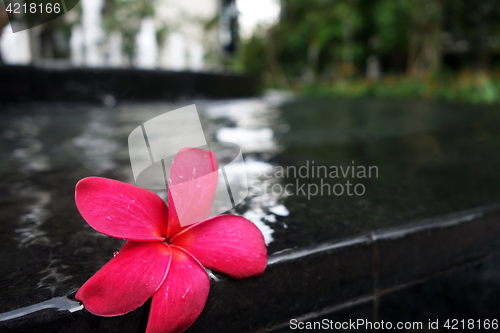 Image of Frangipani flowers on the pool side