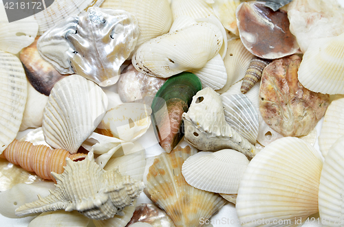 Image of Sea shells scraped together