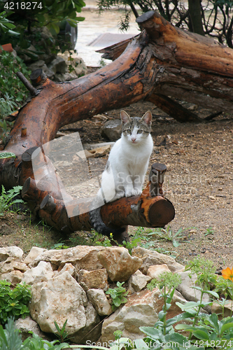 Image of Young cute kind domestic cat portrait