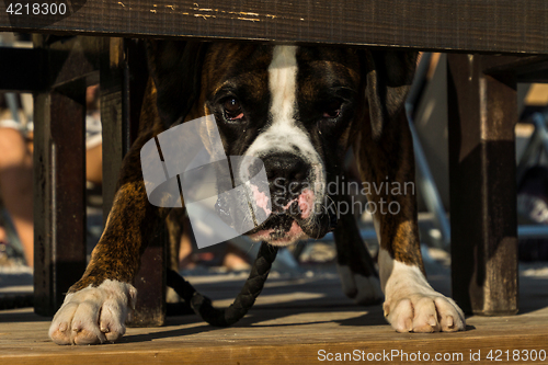 Image of Staffordshire Terrier