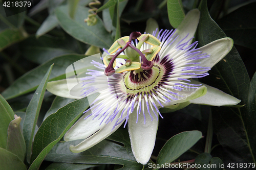 Image of Passion Flower