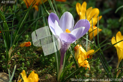 Image of Blue crocus