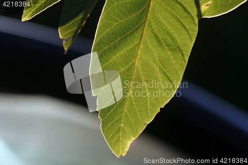 Image of Fig leaf