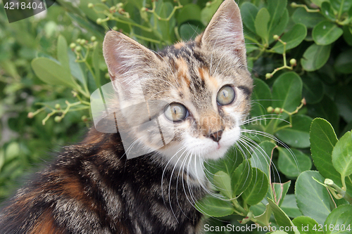 Image of Young cute kind domestic cat portrait