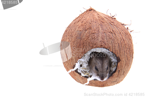 Image of Dzungarian hamster and his coconut house