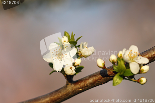 Image of wax cherry flowers