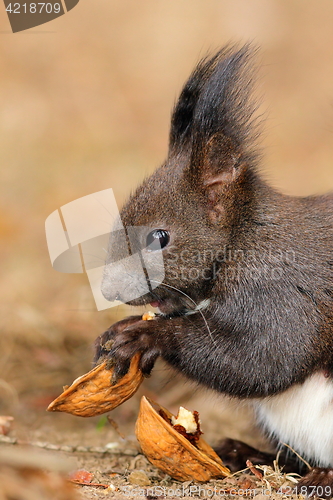 Image of cute little red squirrel eating nut