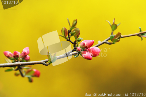 Image of japanese cherry flowers