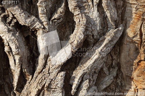 Image of detail of very old poplar tree bark