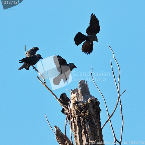 Image of flock of western jackdaws