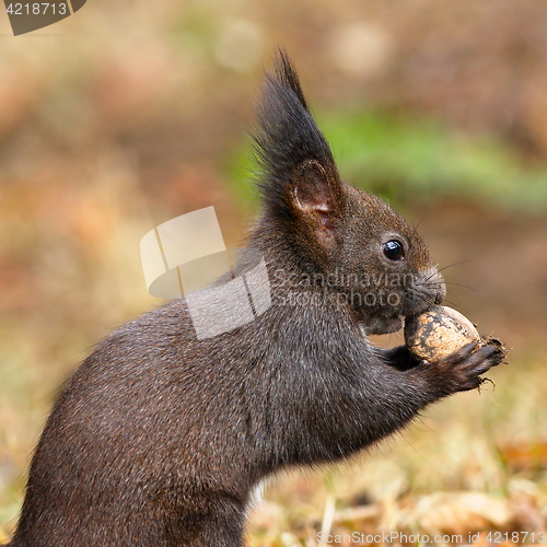 Image of closeup of wild red squirrel eating nut