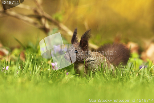 Image of red european squirrel on green grass