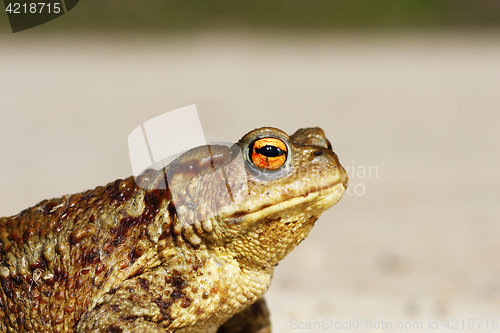 Image of portrait of tiny common toad