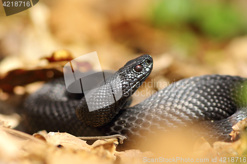 Image of beautiful black european adder