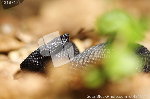 Image of portrait of black viper