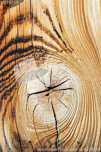 Image of detail of spruce wood texture