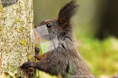 Image of portrait of wild european squirrel