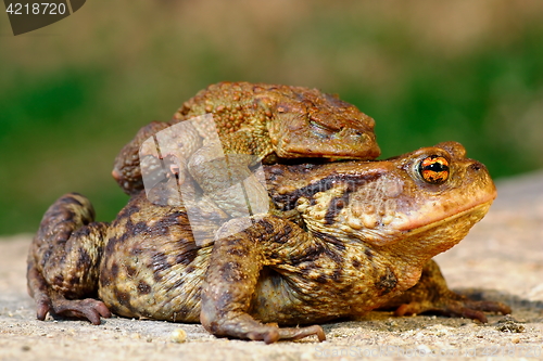 Image of common brown toad in mating season