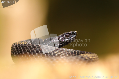 Image of black nikolskii viper