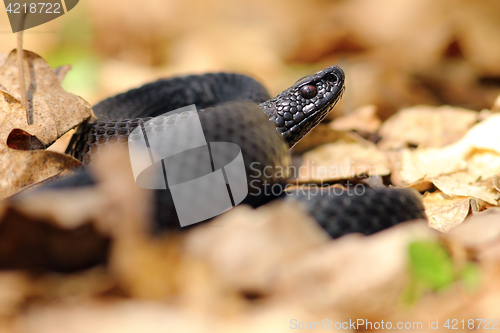 Image of black european viper