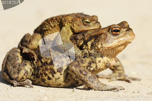Image of brown toads mating in spring 