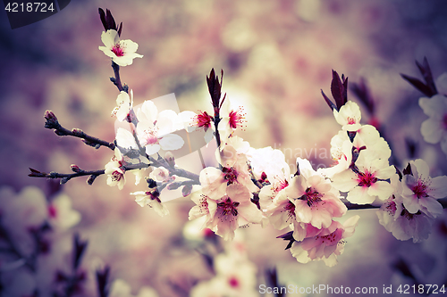 Image of beautiful japanese cherry flowers in march
