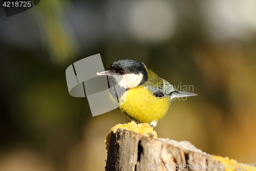 Image of cute great tit on wooden stump