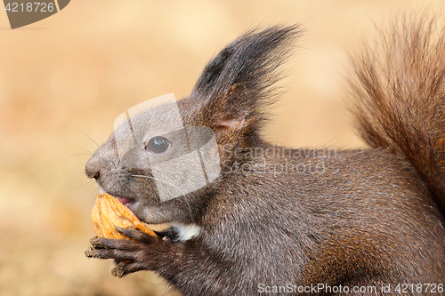 Image of cute red squirrel eating nut