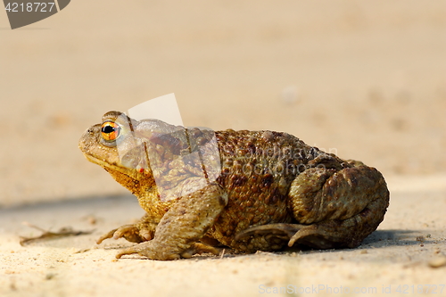Image of profile view of brown common toad