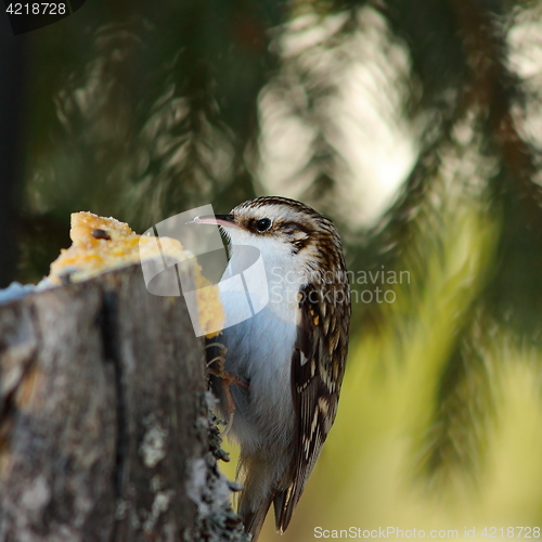 Image of eurasian treecreeper on stump