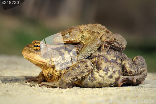 Image of brown common toads mating in spring