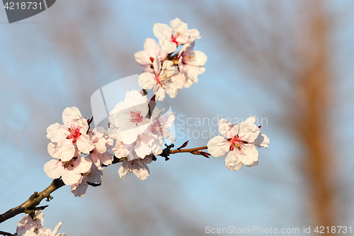 Image of colorful flowers of japanese cherry tree