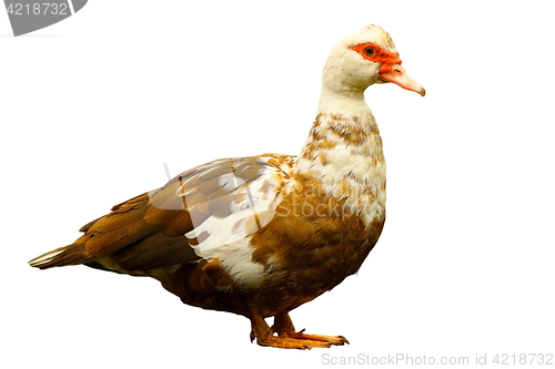 Image of colorful domestic duck isolated over white background