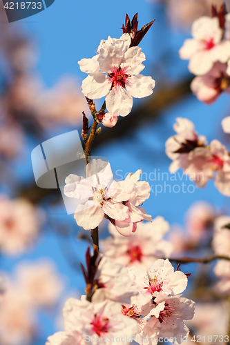 Image of japanese cherry tree beautiful flowers
