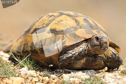 Image of spur-thighed tortoise closeup