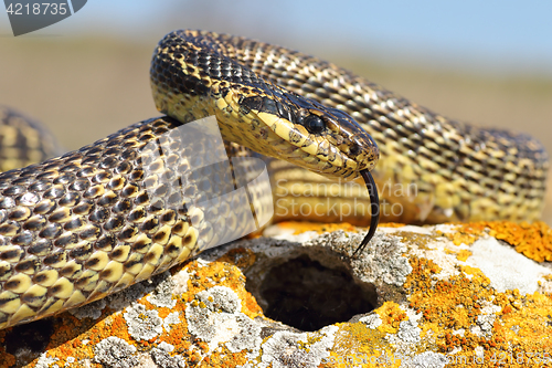 Image of blotched snake closeup