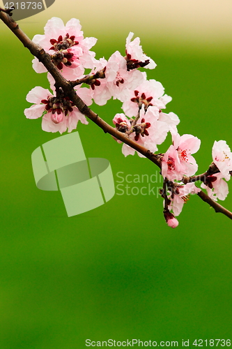 Image of japanese cherry pink flowers