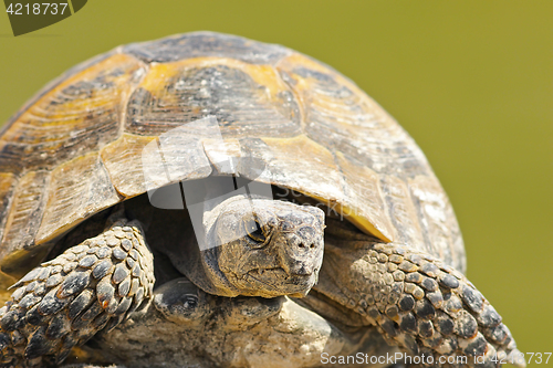 Image of Testudo graeca close up