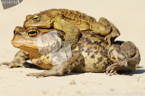 Image of Bufo toads mating in spring