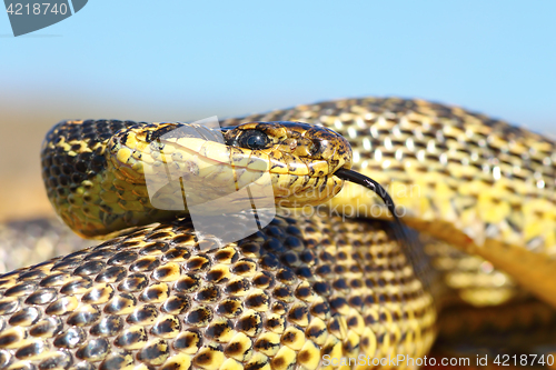 Image of close up of blotched snake head