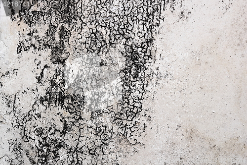 Image of mold mycelium on damaged plaster