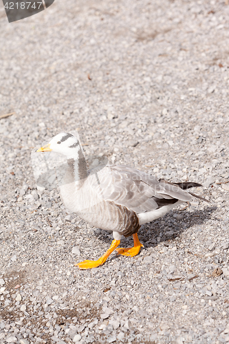 Image of Striped goose