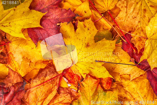 Image of autumn color leaves 